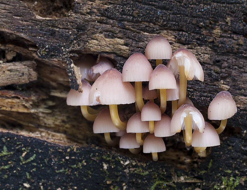 Mycena renati